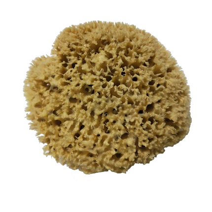 海藻棉(图1)